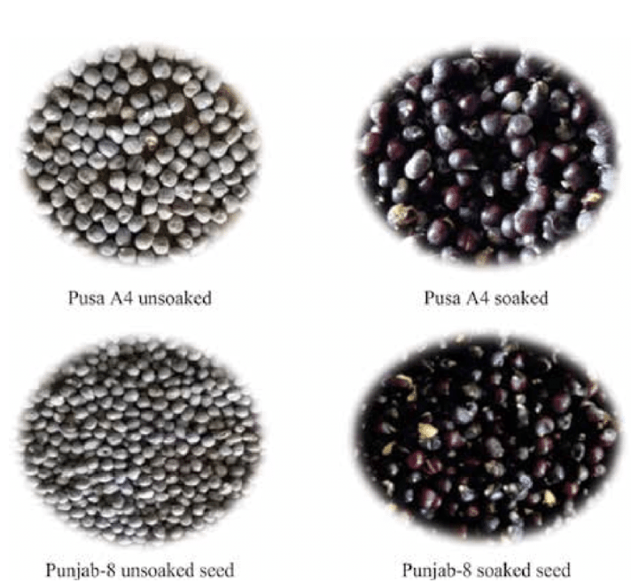 Types of Okra Seeds