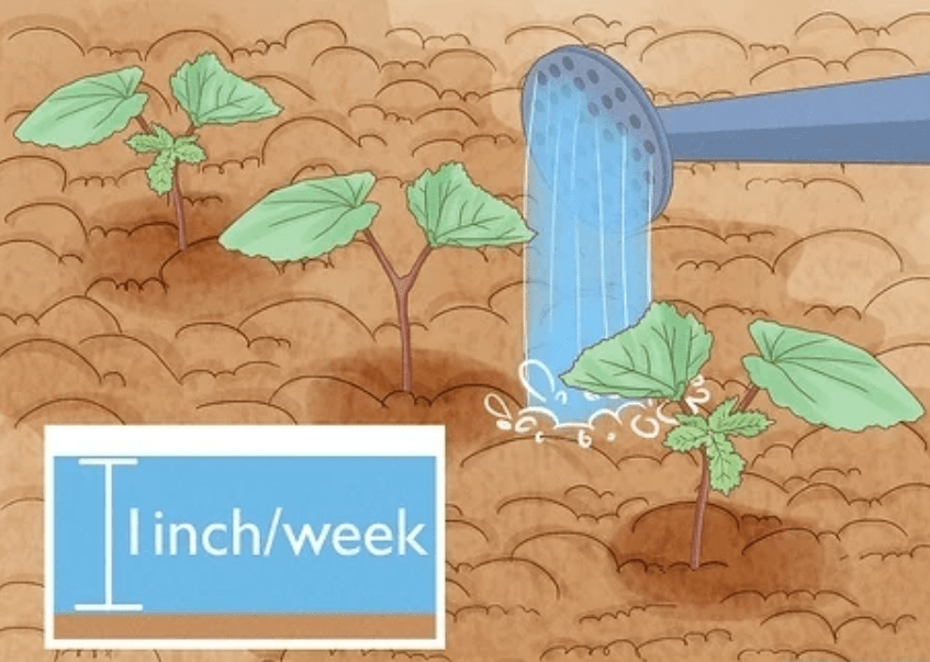 Watering and Irrigation 