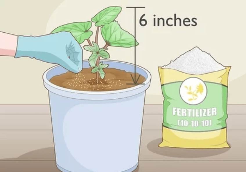 Fertilizing for okra 