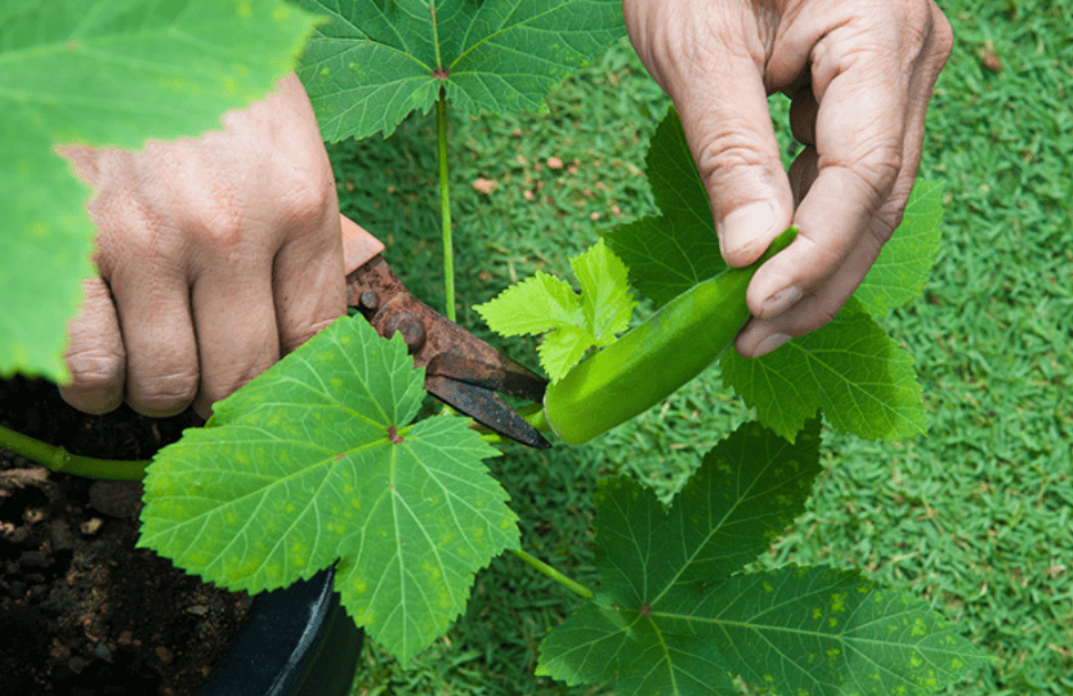 How to Harvest