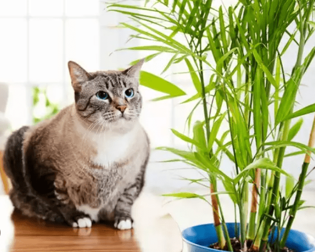 Bamboo and Pets