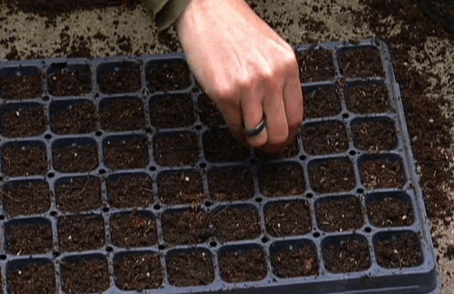 Seed tray preparation