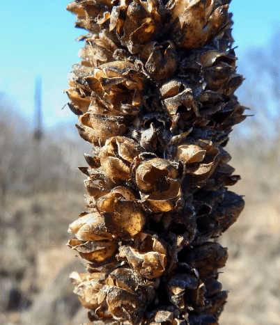 Selecting high-quality seeds