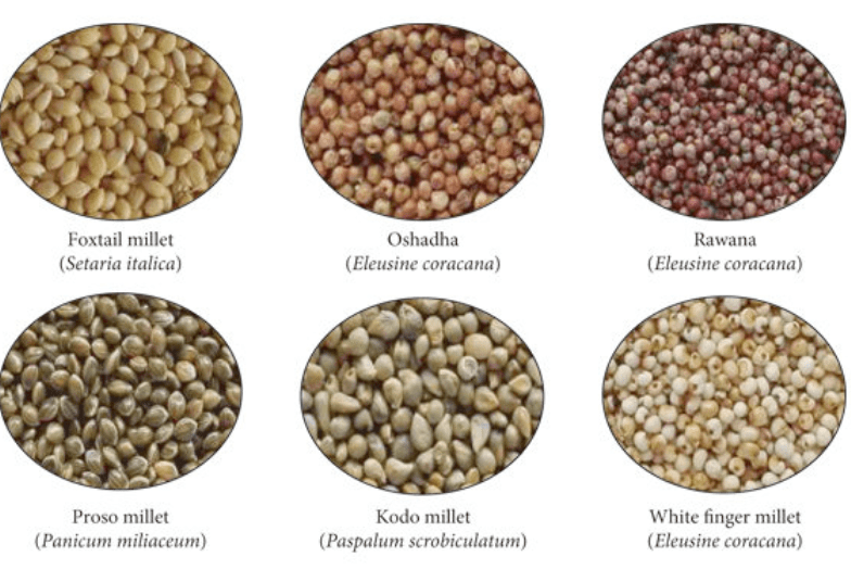 Selecting the Right Sorghum Seeds