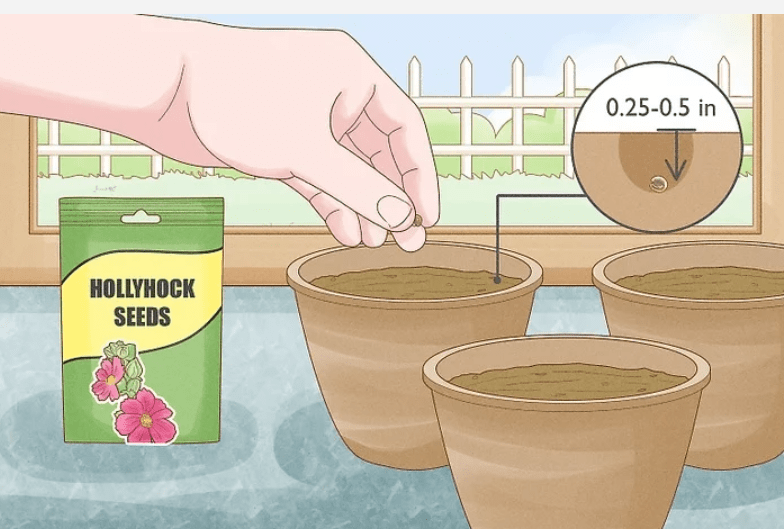 Sowing seeds in trays or pots