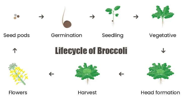 Growth Cycle of Broccoli