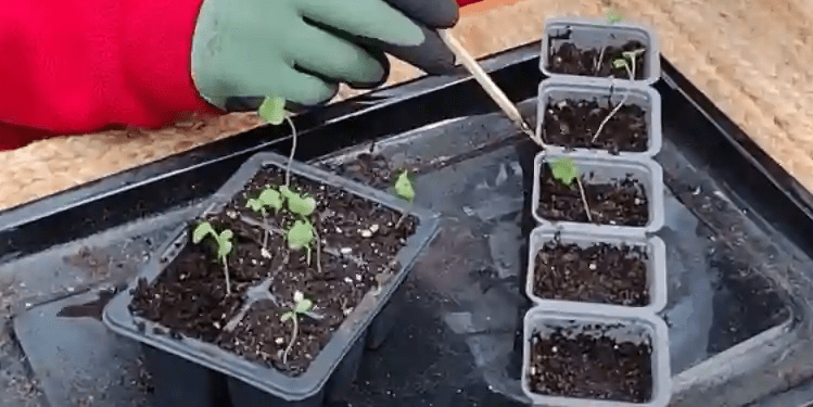 Thinning and transplanting seedlings