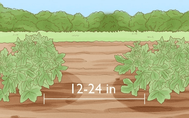 Thinning seedlings and transplanting as needed