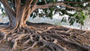 Trees with Shallow Roots