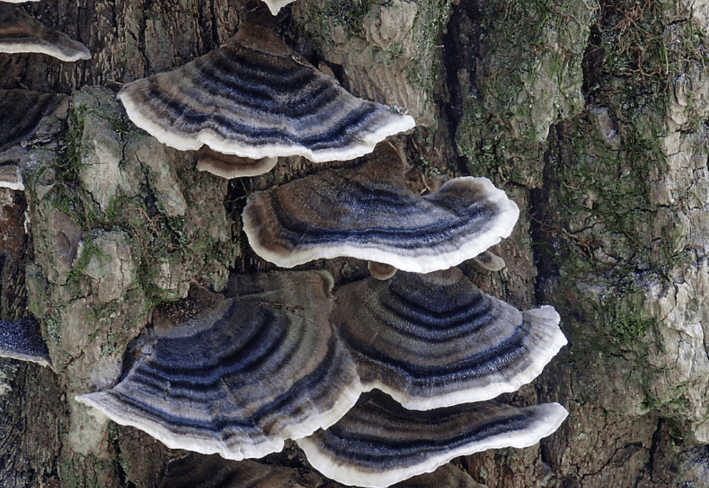 Turkey Tail (Trametes versicolor) mashroom