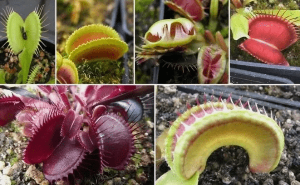 Types of fly trap plant seeds