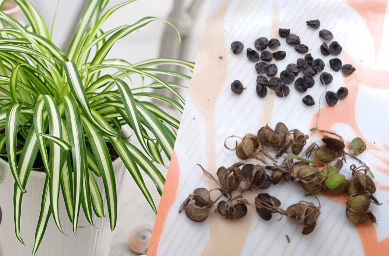 Types of spider plant seeds available