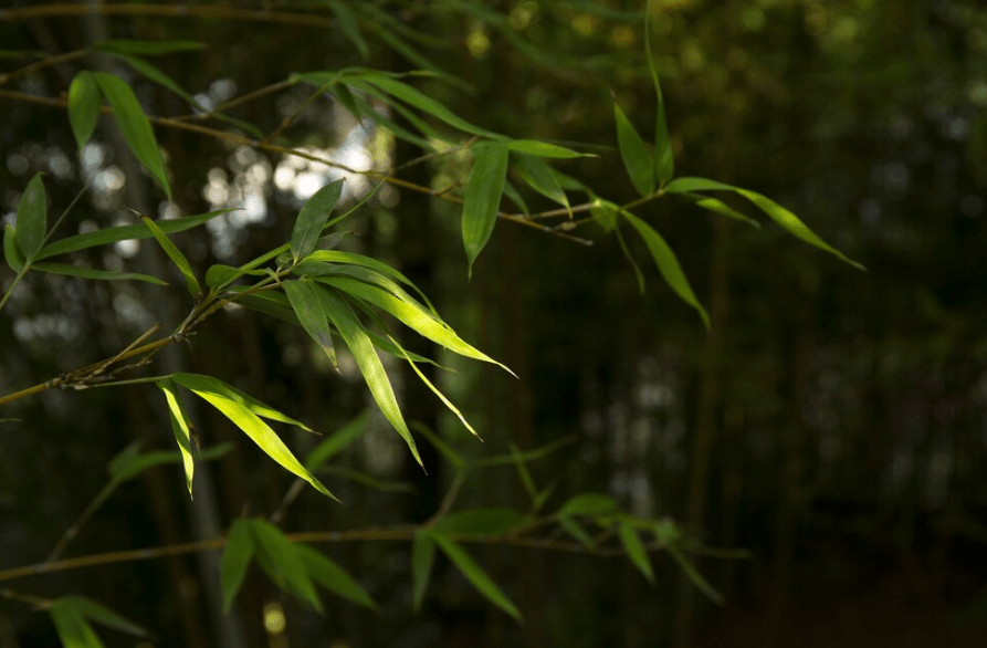 Understanding Bamboo Plants