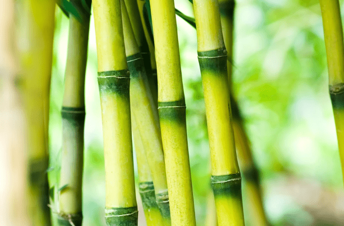 Understanding Bamboo Plants