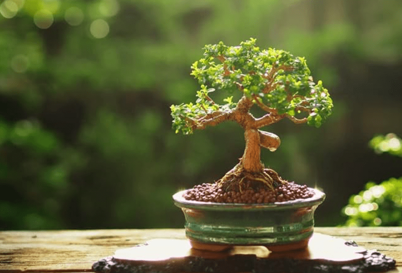 Understanding Bonsai