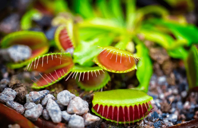 Understanding Carnivorous Plants