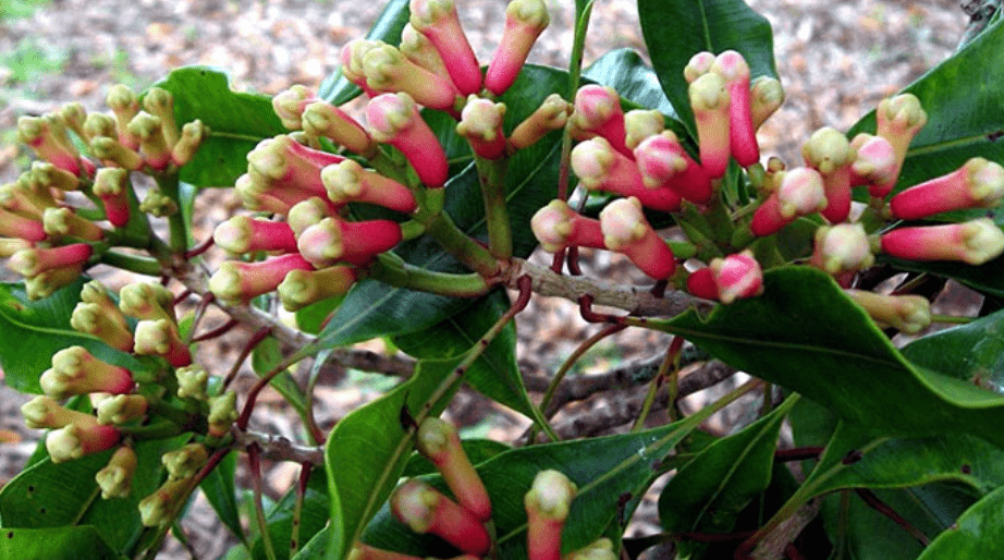 Understanding Clove Plants