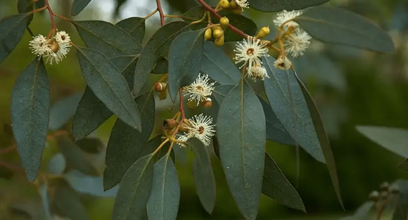 Understanding Eucalyptus Plants