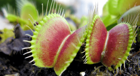 Understanding Fly Trap Plants