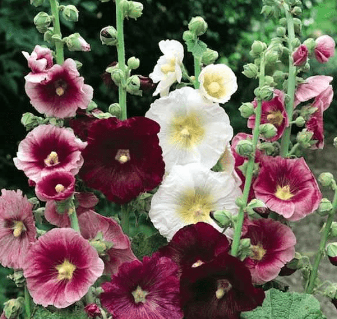 Understanding Hollyhock Plants