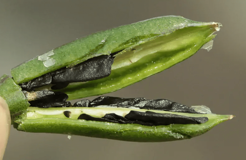 Understanding Hosta Seeds