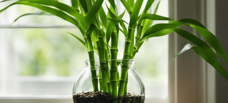 Understanding Indoor Bamboo