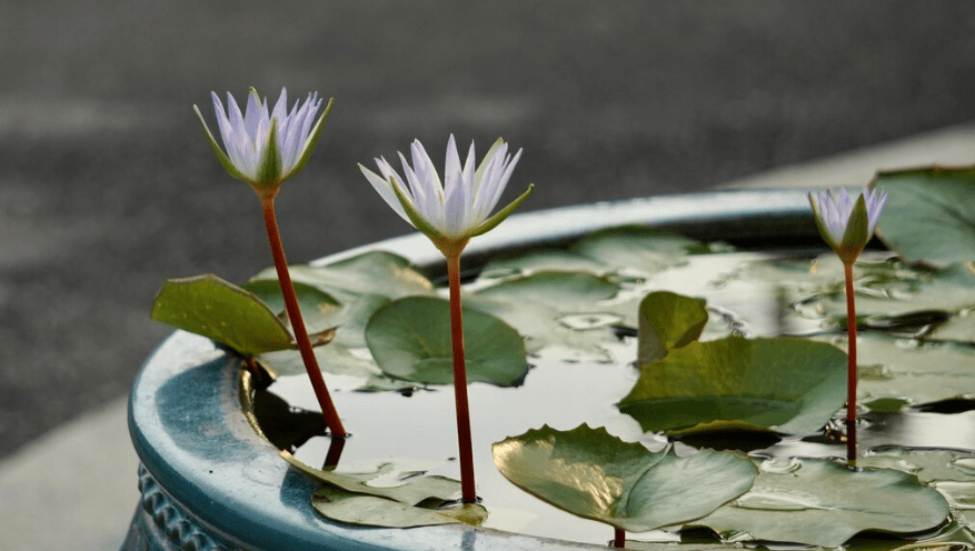 Understanding Lotus Plant Seeds