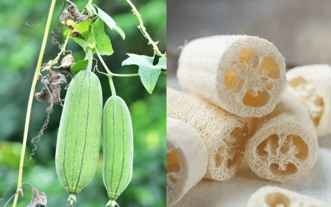 Understanding Luffa Plants