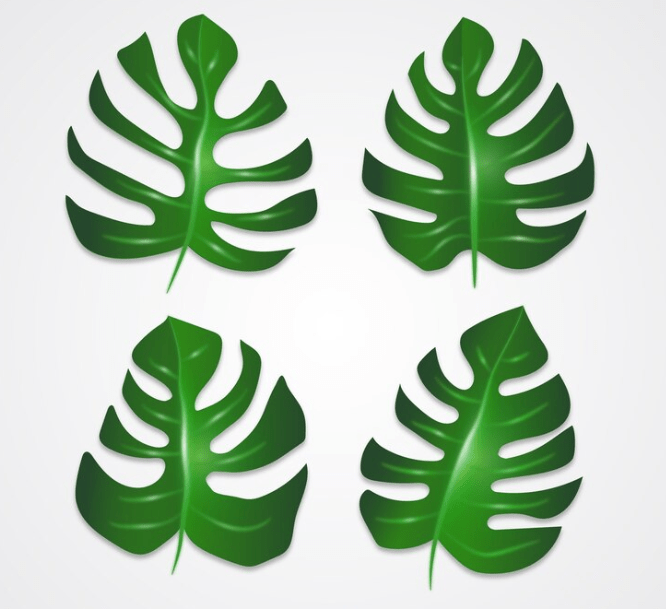 Understanding Monstera Plants