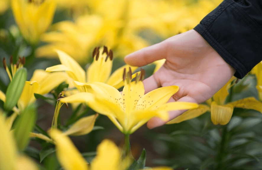 Understanding Mullein Plants