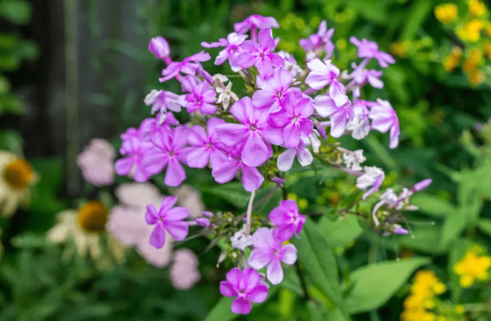 Understanding Phlox Plants