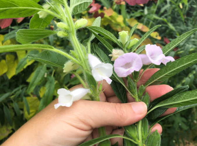 Understanding Sesame Plants