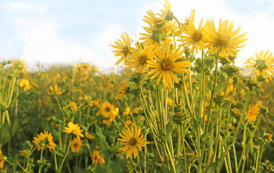 Understanding Silphium Plants