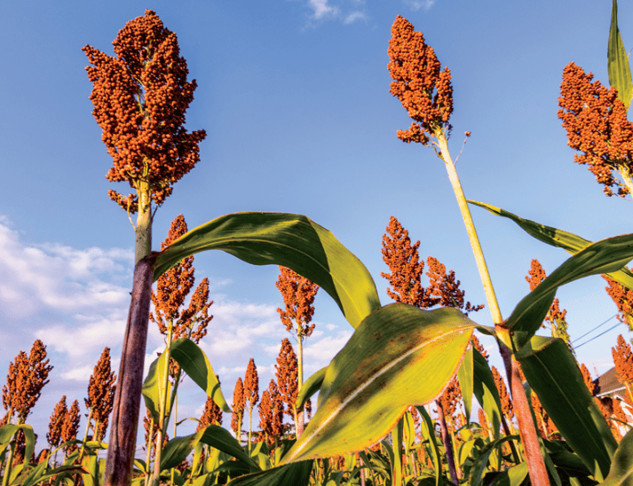 Understanding Sorghum Plants