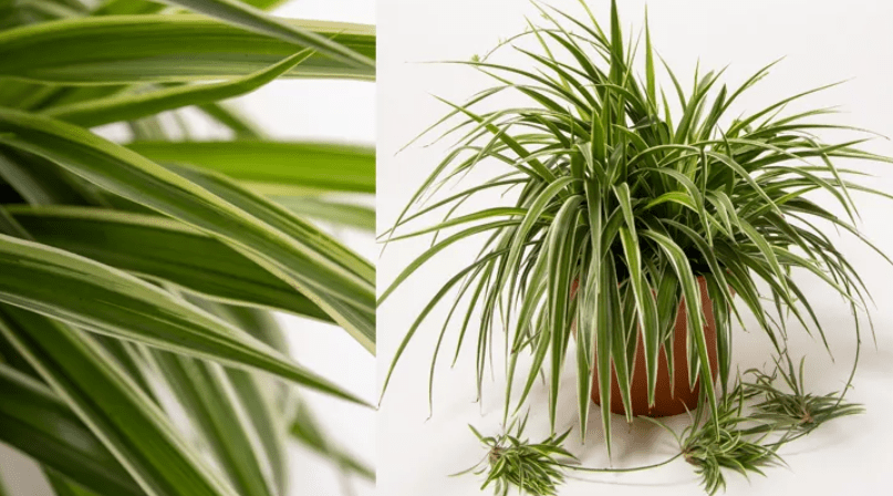 Understanding Spider Plants