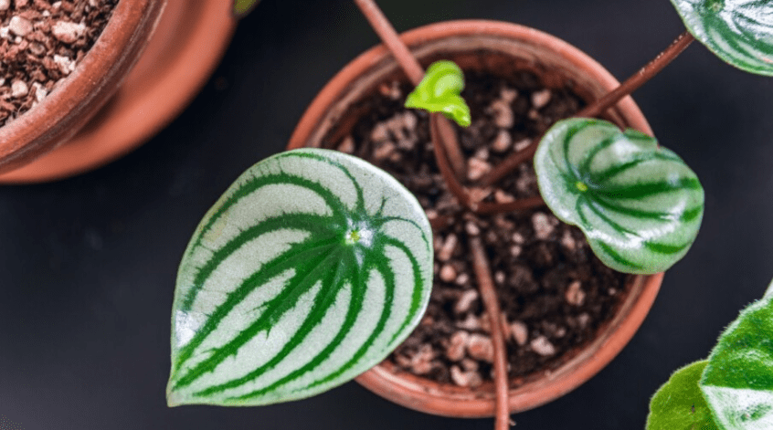 Understanding Watermelon Peperomia