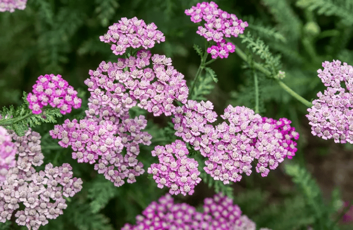 Understanding Yarrow Plants