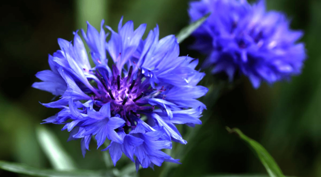 Bachelor Buttons plant