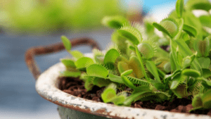 fly trap plant seeds