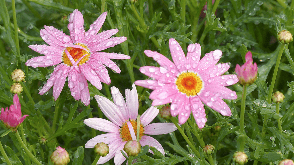 Argyranthemum Frutescens Plants