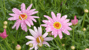 Argyranthemum Frutescens Plants