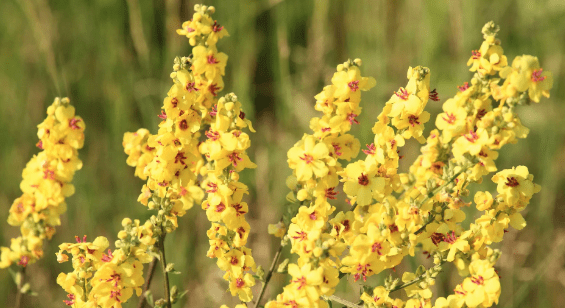 Varieties of mullein plants