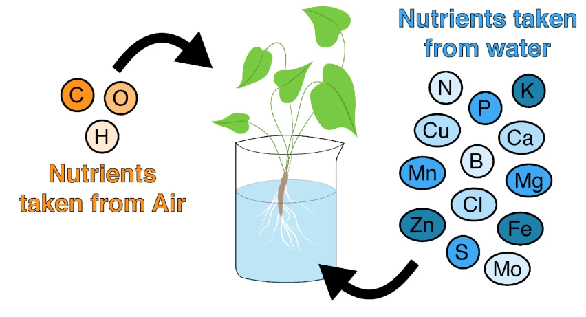 Watering and Nutrient Needs