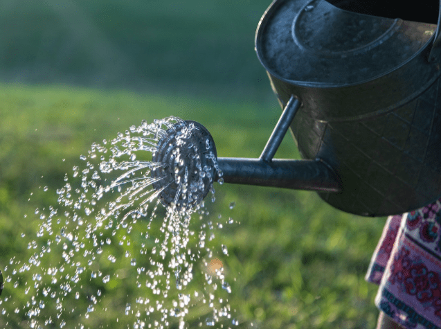 Watering and covering