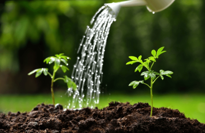 Watering and fertilization requirements