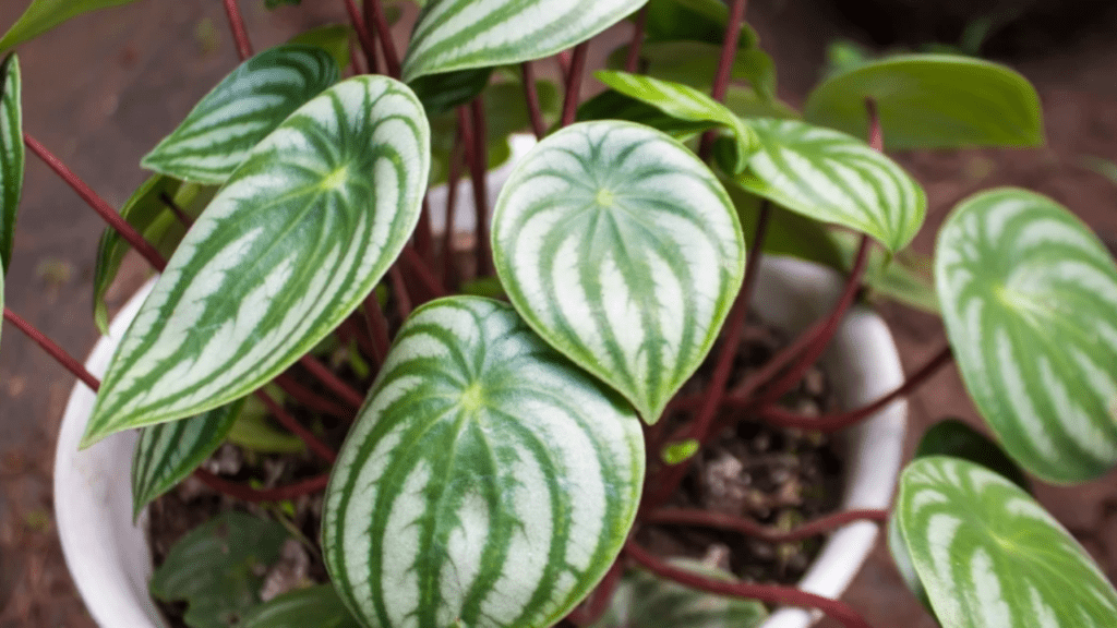 Watermelon peperomia care