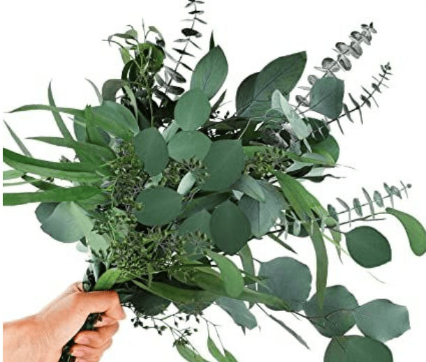 Overview of Seeded Eucalyptus Plant