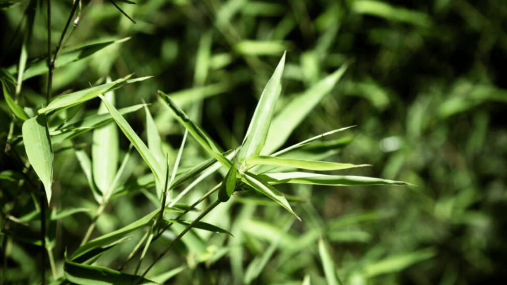 bamboo faux plant