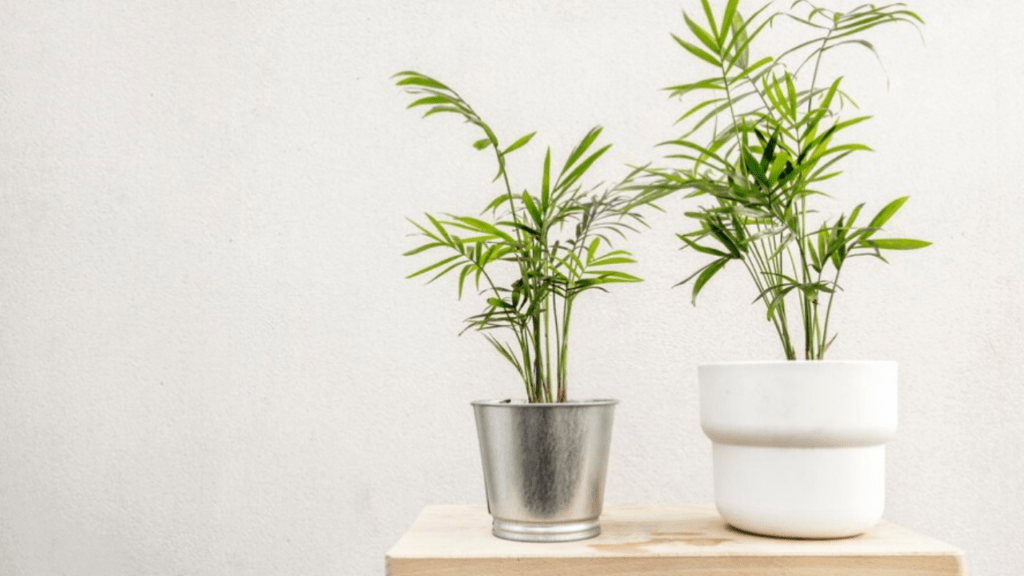 Bamboo Indoor Guide: Grow Healthy Indoor Bamboo