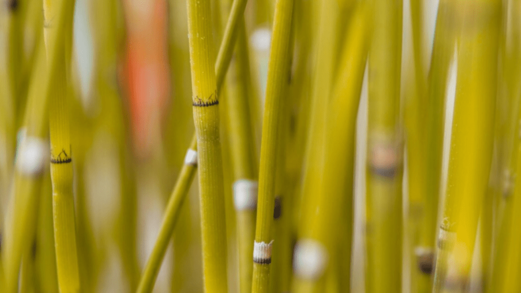 bamboo stalk turning yellow